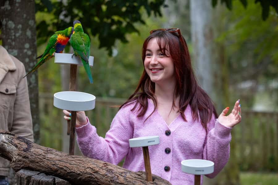Brisbane: Lone Pine Koala Sanctuary Day Pass - Keeper talks and wildlife shows: where the value shows up