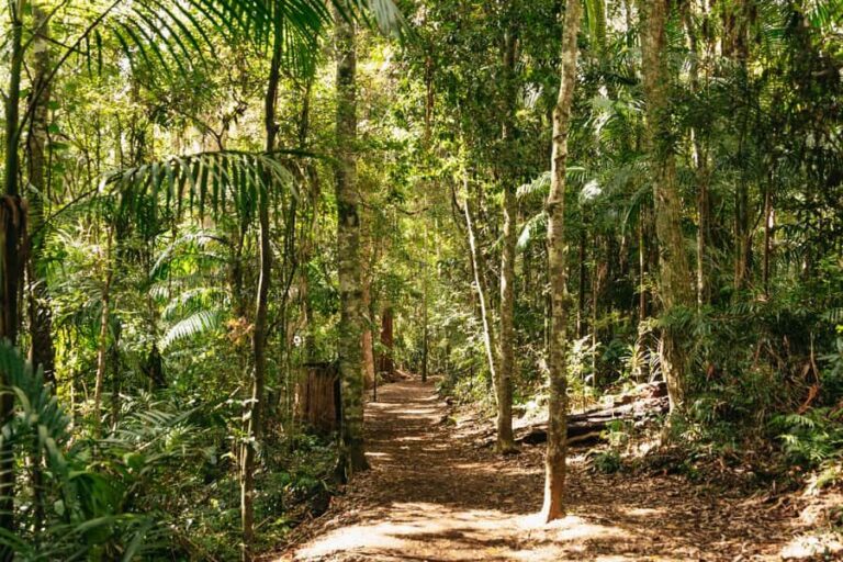 Brisbane: Rainforests, Waterfalls and Glow Worm Cave Tour - Curtis Falls Walking Track: A Classic Waterfall Moment in Tamborine