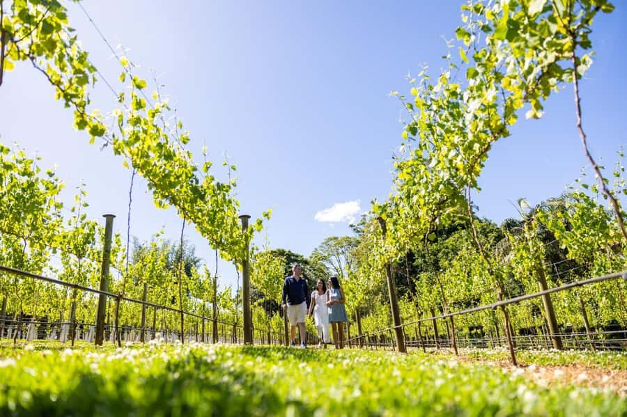 Brisbane: Tamborine Mountain Local Winery Tour with Lunch - A quick way to enjoy Tamborine Mountain without car stress