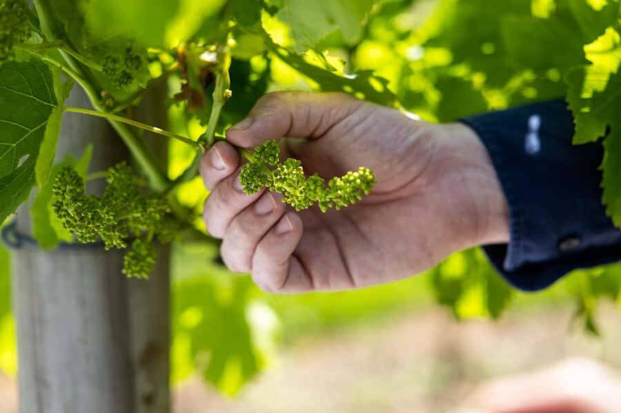 Brisbane: Tamborine Mountain Local Winery Tour with Lunch - Price check: is $162 worth it for wines, lunch, and transport?