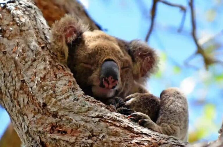 From Brisbane: Gold Coast Day Tour with Lunch - The Spit for dolphins and seasonal whales: the ocean stop that still pays off