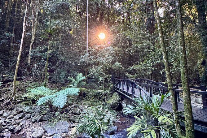 Koalas, 6 Springbrook Waterfalls and Natural Bridge Day Tour - Natural Bridge 1 km Loop: The Waterfall Through a Cave Roof