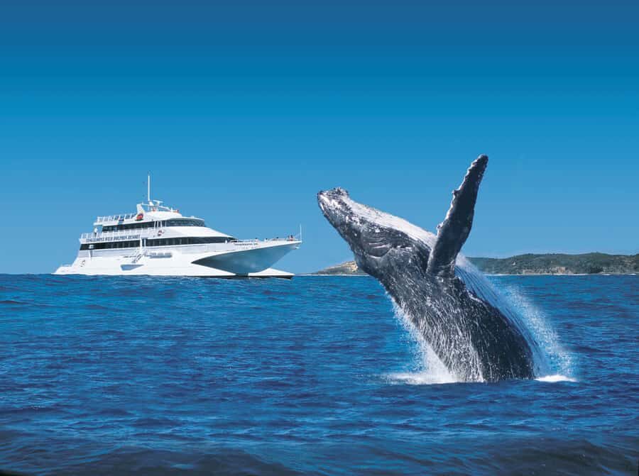 Moreton Island: Tangalooma Day Trip & Whale Watching Cruise - On the water: catamaran comfort, best viewing spots, and motion tips
