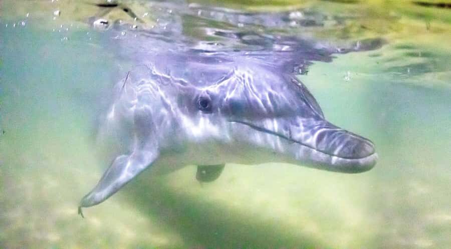 Moreton Island: Tangalooma Desert Safari and Dolphin Feeding - From Brisbane to sand in under two hours: why this day trip works