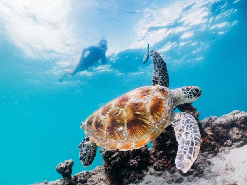 Moreton Island: Tangalooma Snorkelling with Dolphin Viewing - Price and Value: Is $157 Worth It for a One-Day Escape?