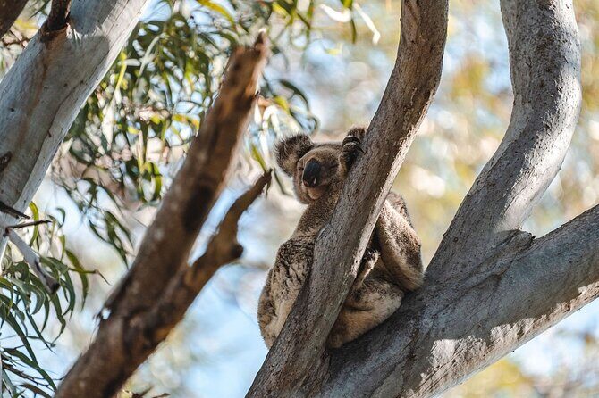 North Stradbroke Island Day Tour from Brisbane – Small Group - Key points to know before you go