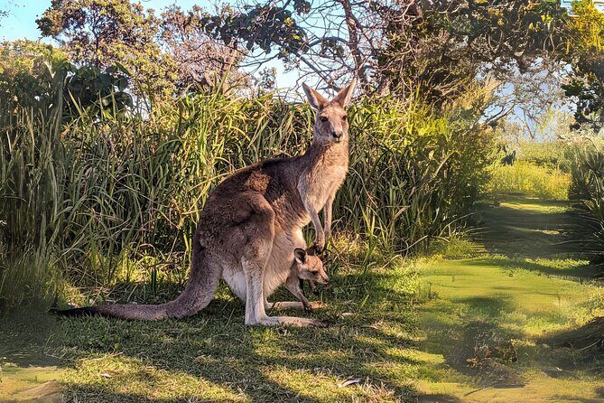 Stradbroke Island Eco Day Trip from Brisbane – Wildlife & Beaches - Vehicle-and-ferry eco pace: what $136.28 buys you
