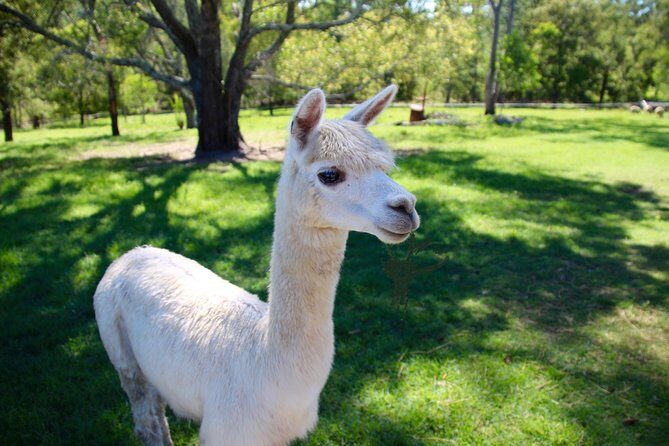Trevena Glen 1hr Animal Tour - The 1-hour flow at Trevena Glen Farm (and how to use it)